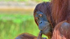 Orang-Utan_5.jpg